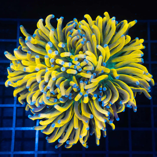 XL 2.5 Head Banana Torch Colony (Nice!)