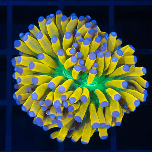 Blue Tip Ultimate Banana Torch