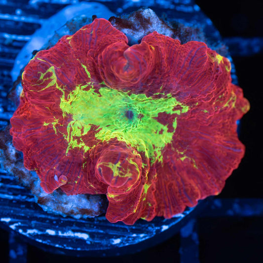 Super Red Jawbreaker Mushroom Coral