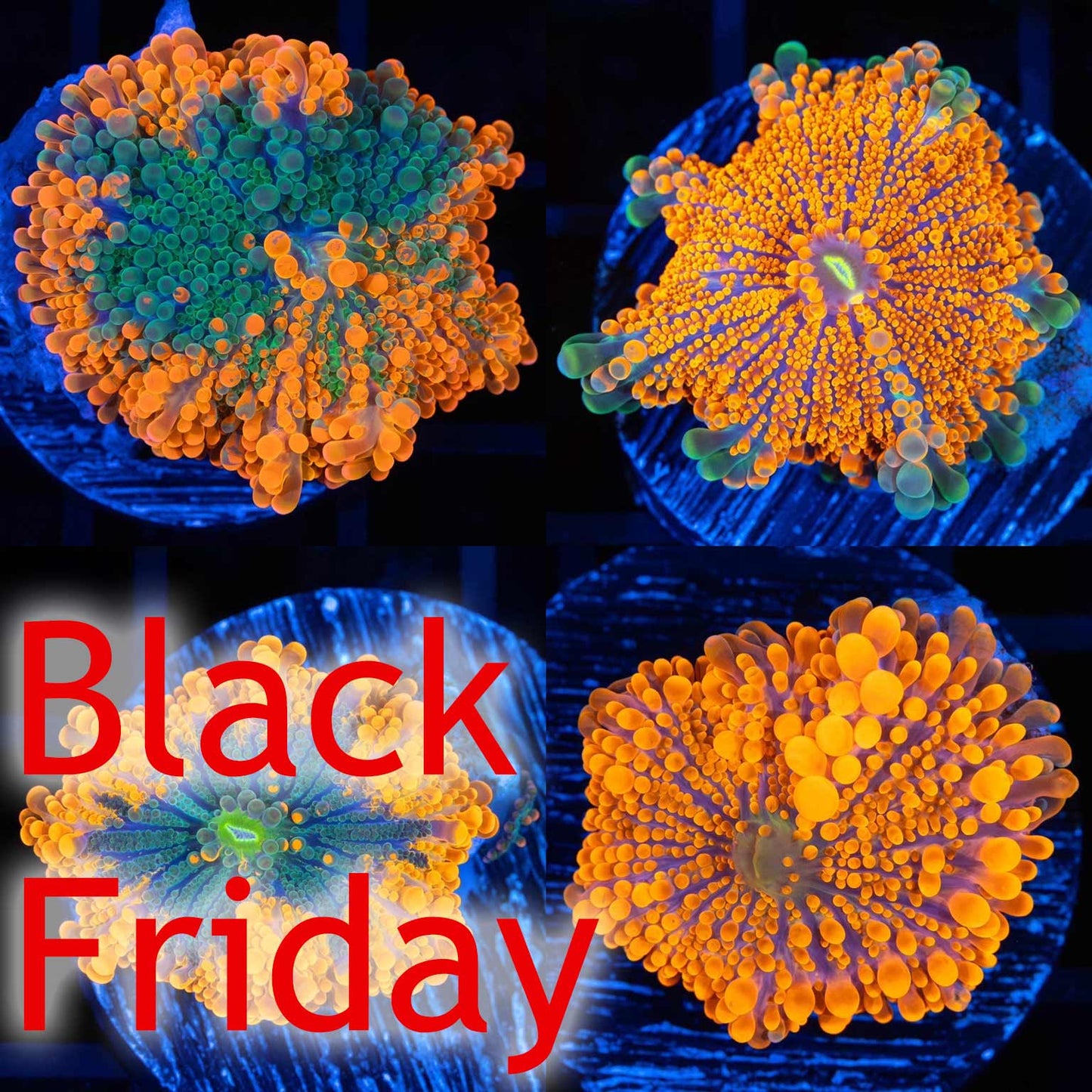 Neon Orange Multi-Color Yuma (Almost WYSIWYG)