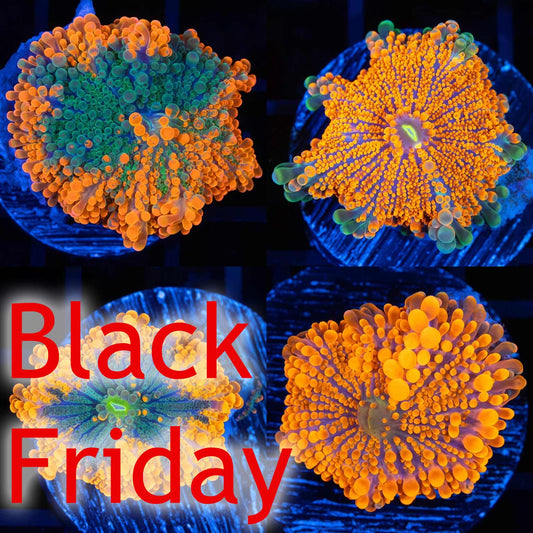 Neon Orange Multi-Color Yuma (Almost WYSIWYG)