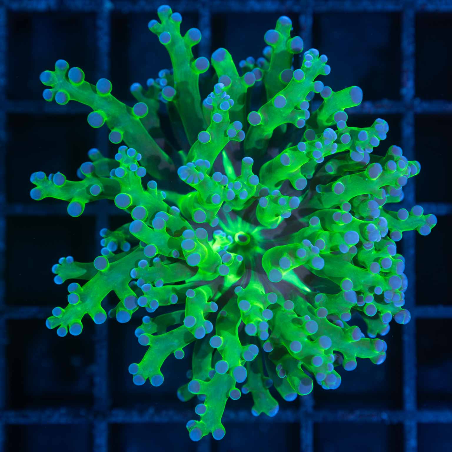 Blue Green Frogspawn (Branching)