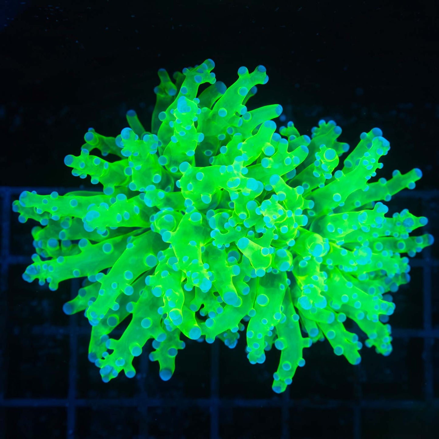 2 Heads Blue Green Frogspawn Coral