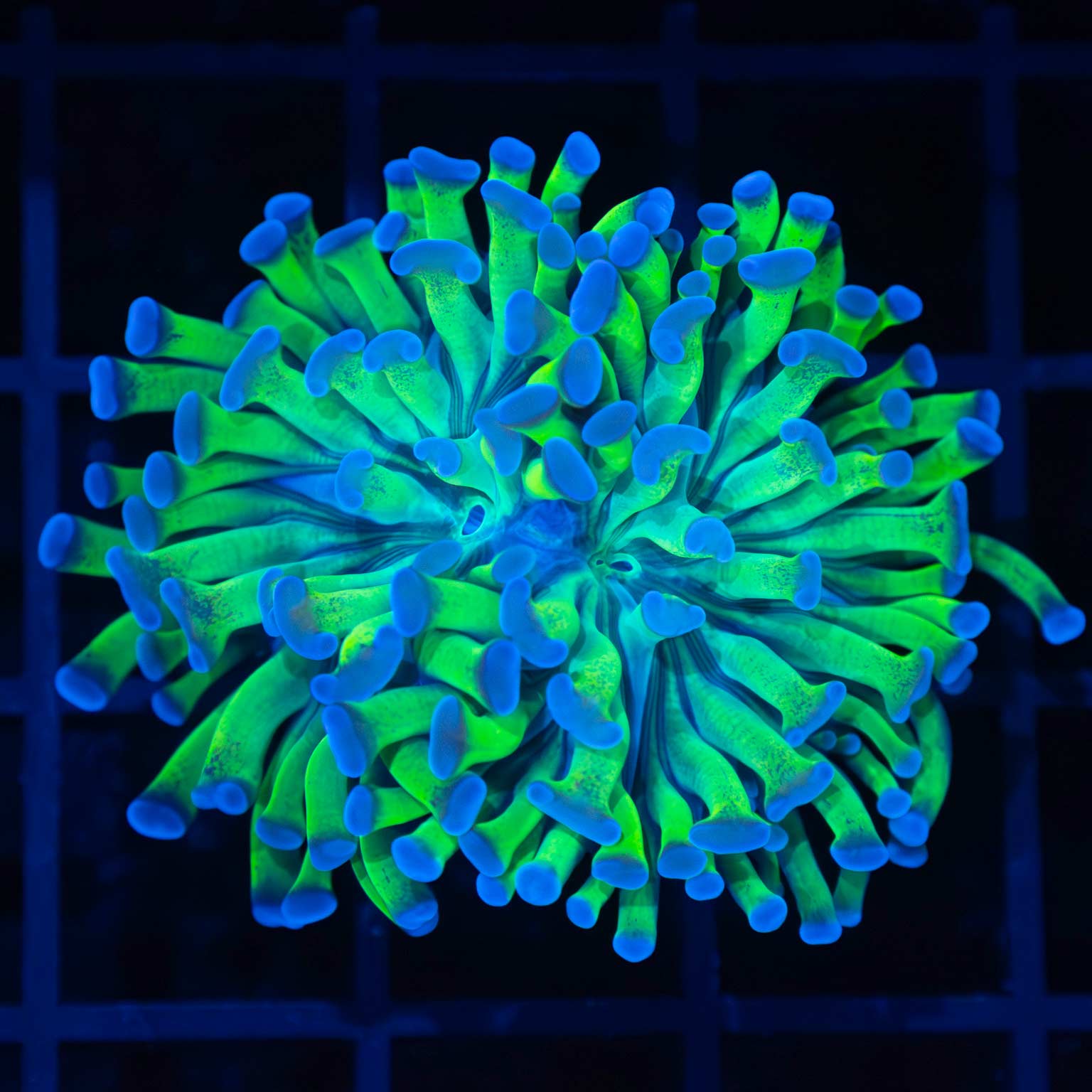 Bicolor Branching Hammer Coral