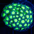 Neon Bicolor Goniopora