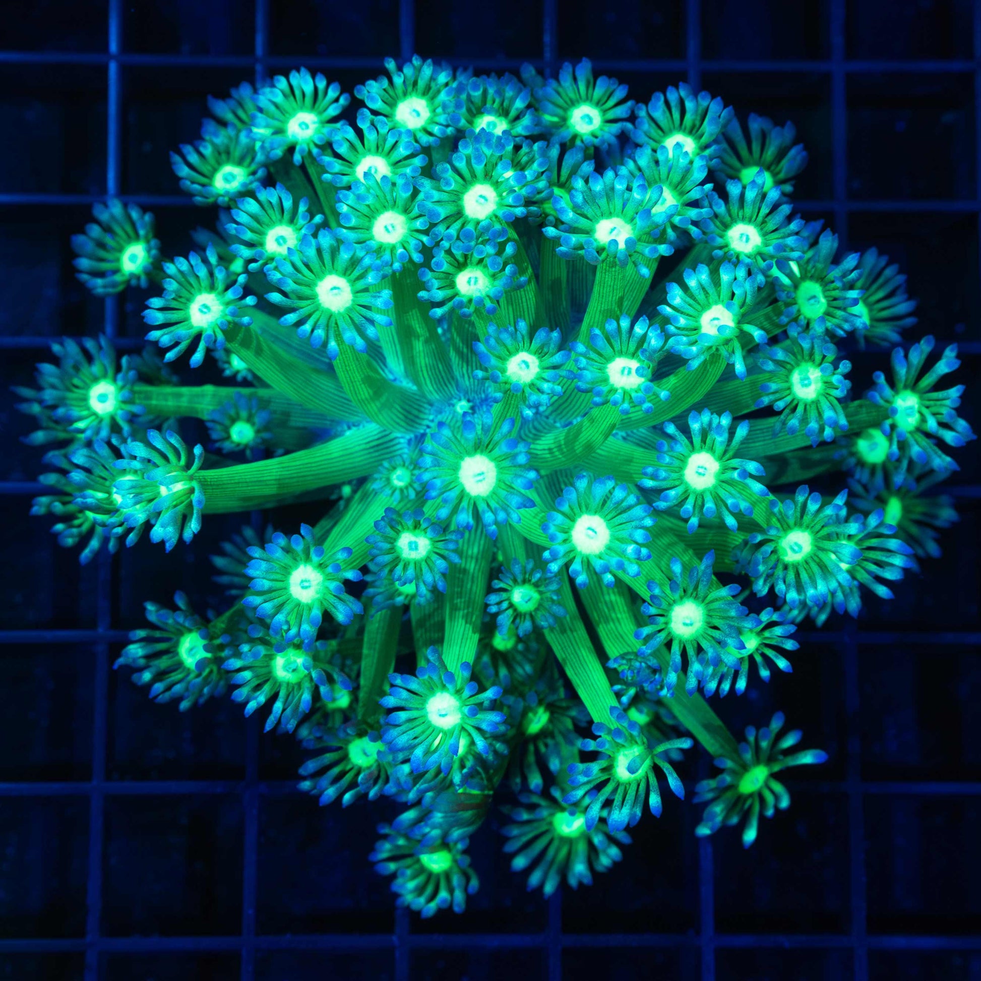Neon Bicolor Goniopora Colony 4"