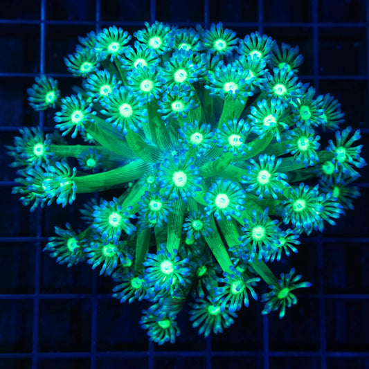 Neon Bicolor Goniopora Colony 4"