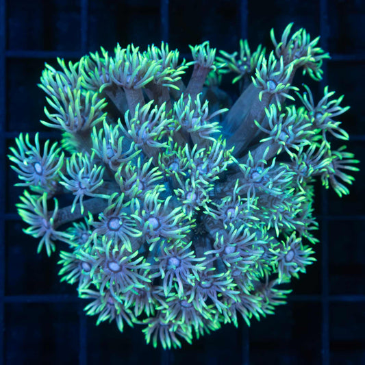 Bicolor Goniopora Colony 2.75"