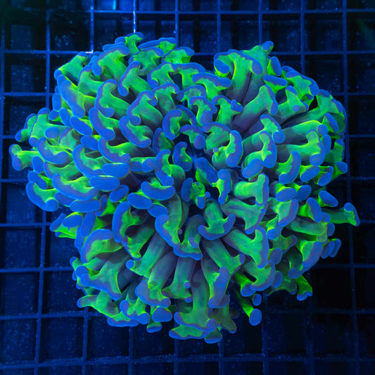 Bicolor Hammer coral
