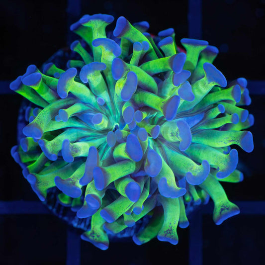 Bicolor Branching Hammer