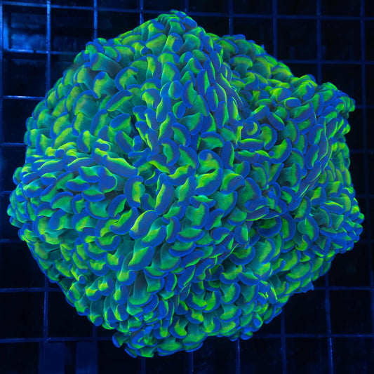 Bicolor hammer coral 5"