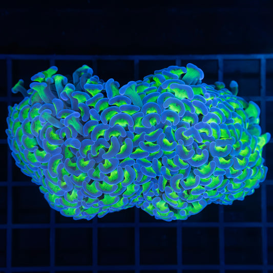 Bicolor Hammer Coral 4.5"