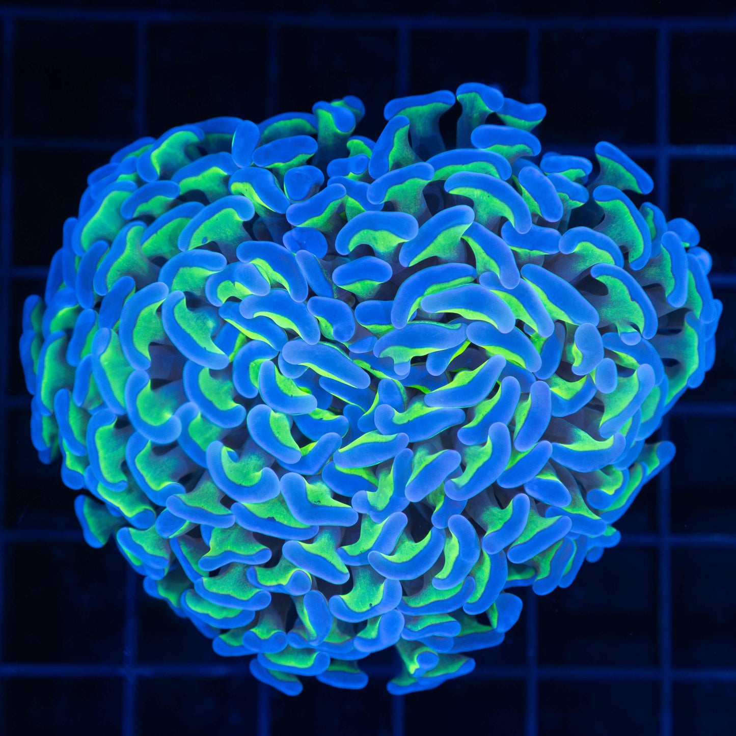 Bicolor Hammer Coral 3.5"