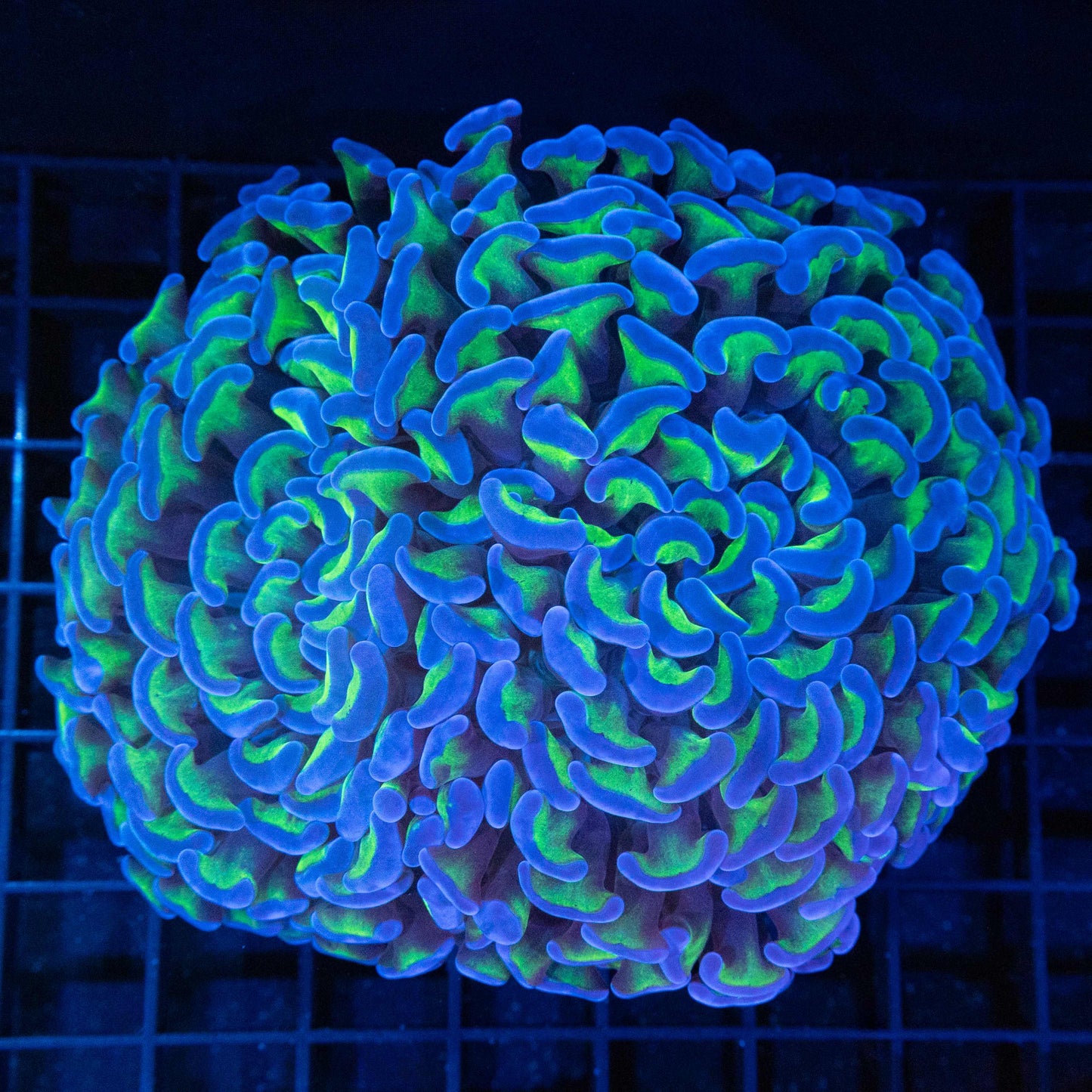 Bicolor hammer coral 4.5"