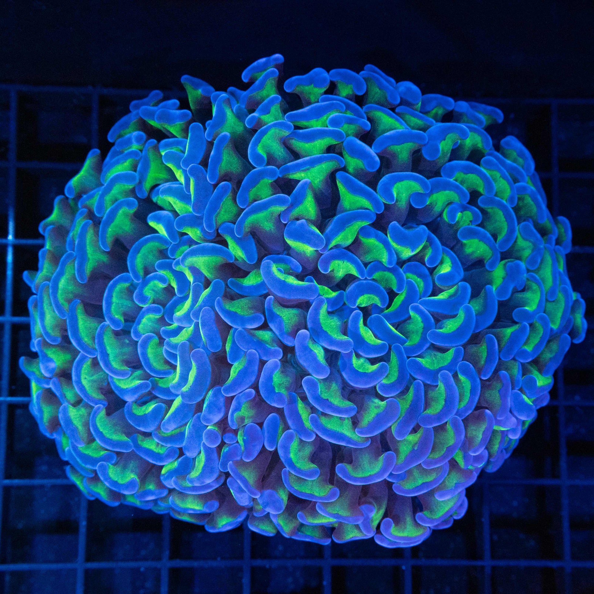 Bicolor hammer coral 4.5"