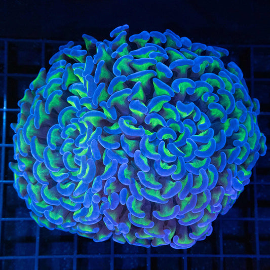 Bicolor hammer coral 4.5"