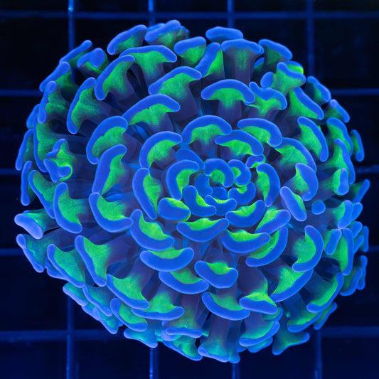 Large Head Bicolor Branch Hammer Coral