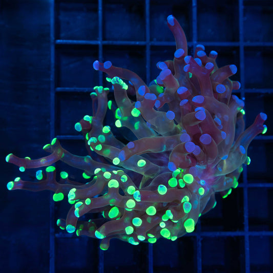 Large Splatter Branch Frogspawn (Tank Grown)