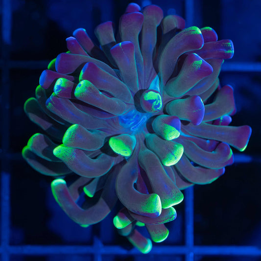 Neon Splatter Branching Hammer