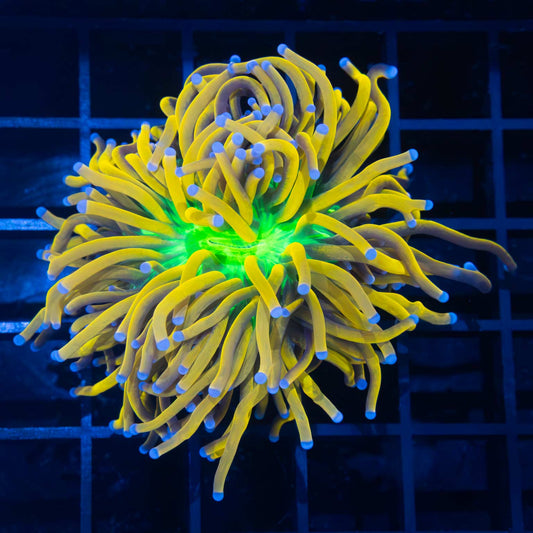 Ultimate Banana Torch