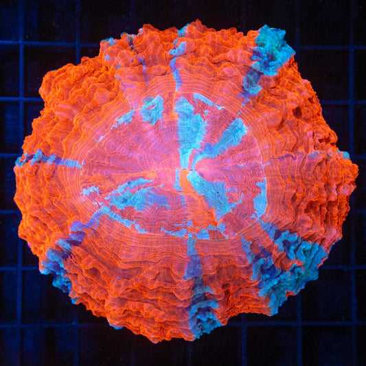 Neon Acanthophyllia Coral
