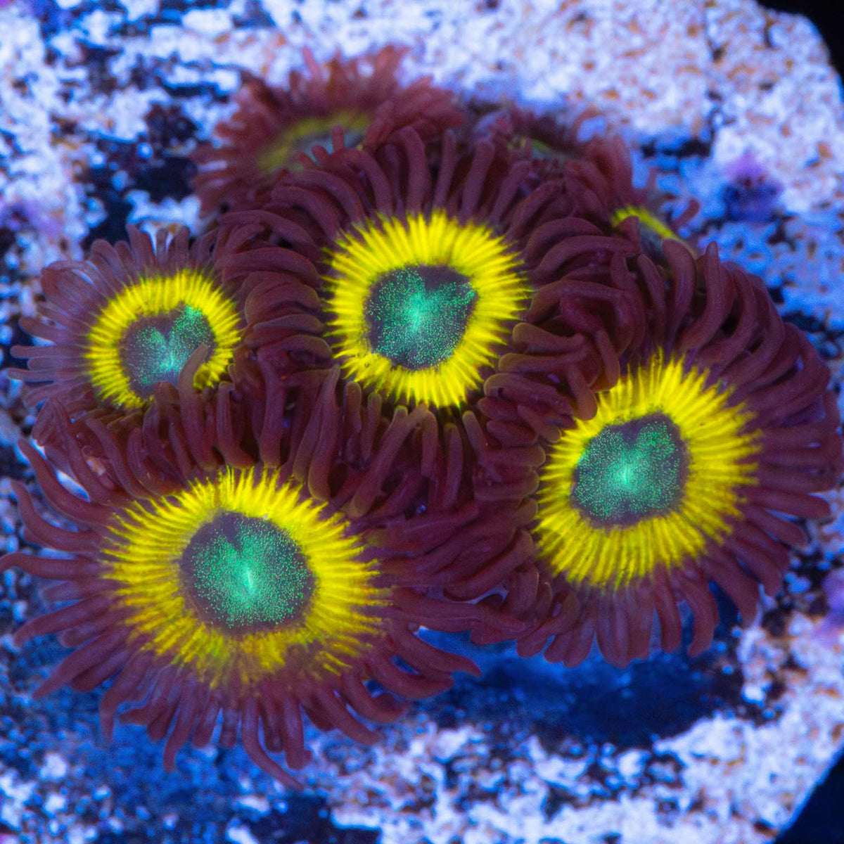 Blue Bella Zoanthid White Light Photograph