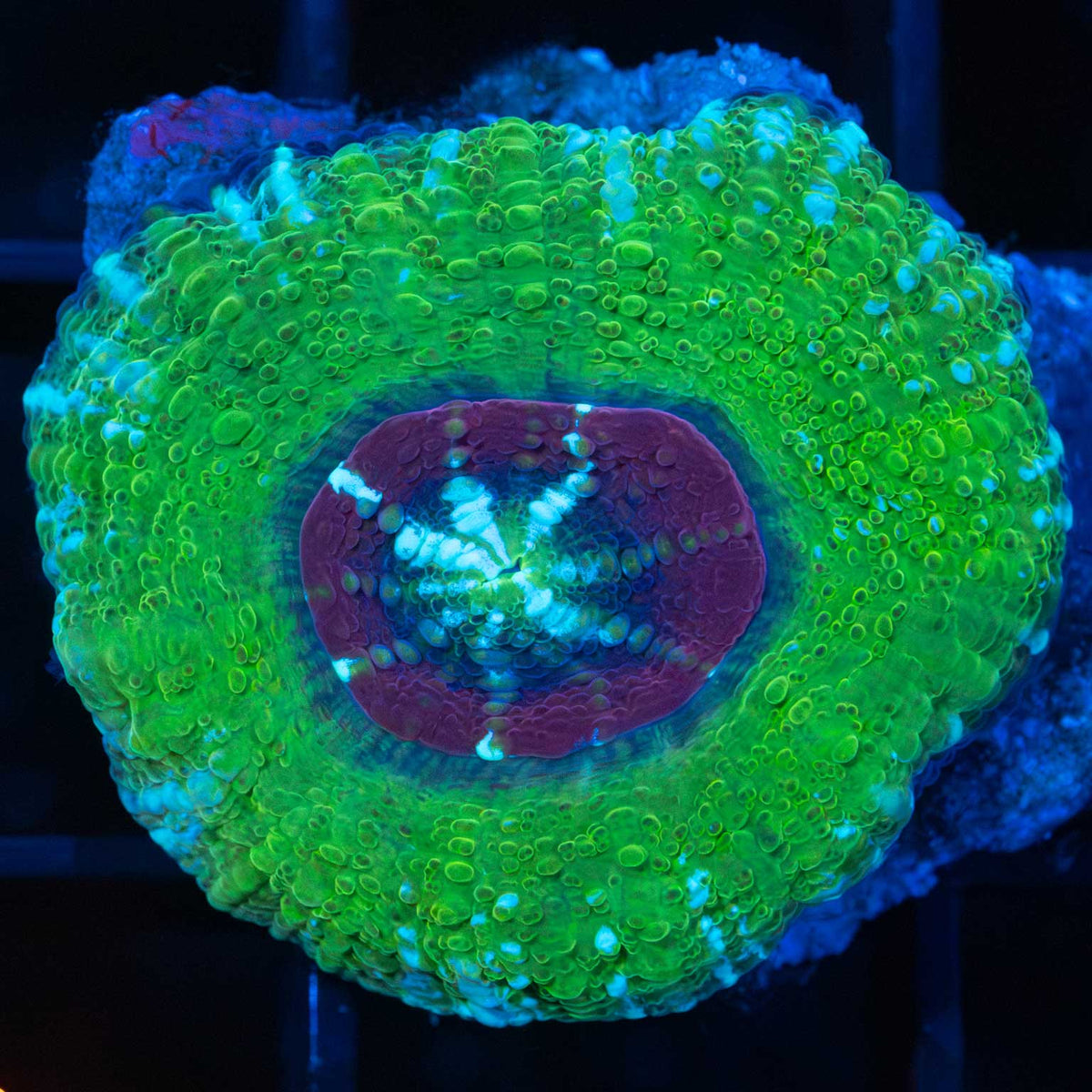 Black Cherry Acan Maxima
