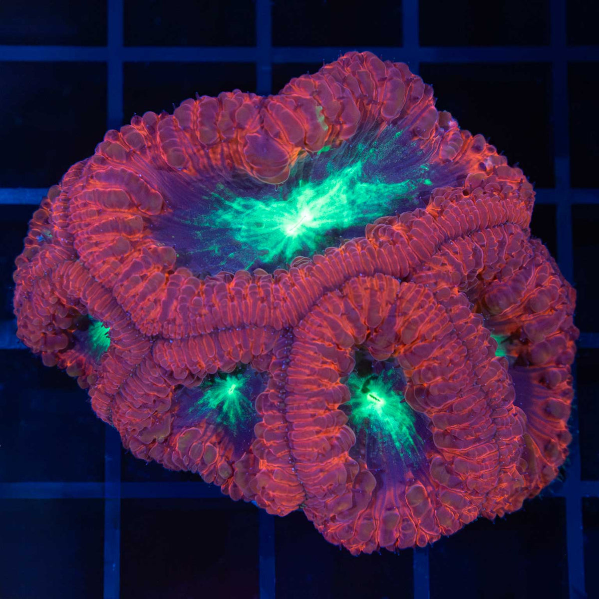 Reverse Black Cherry Blasto Colony 2.25