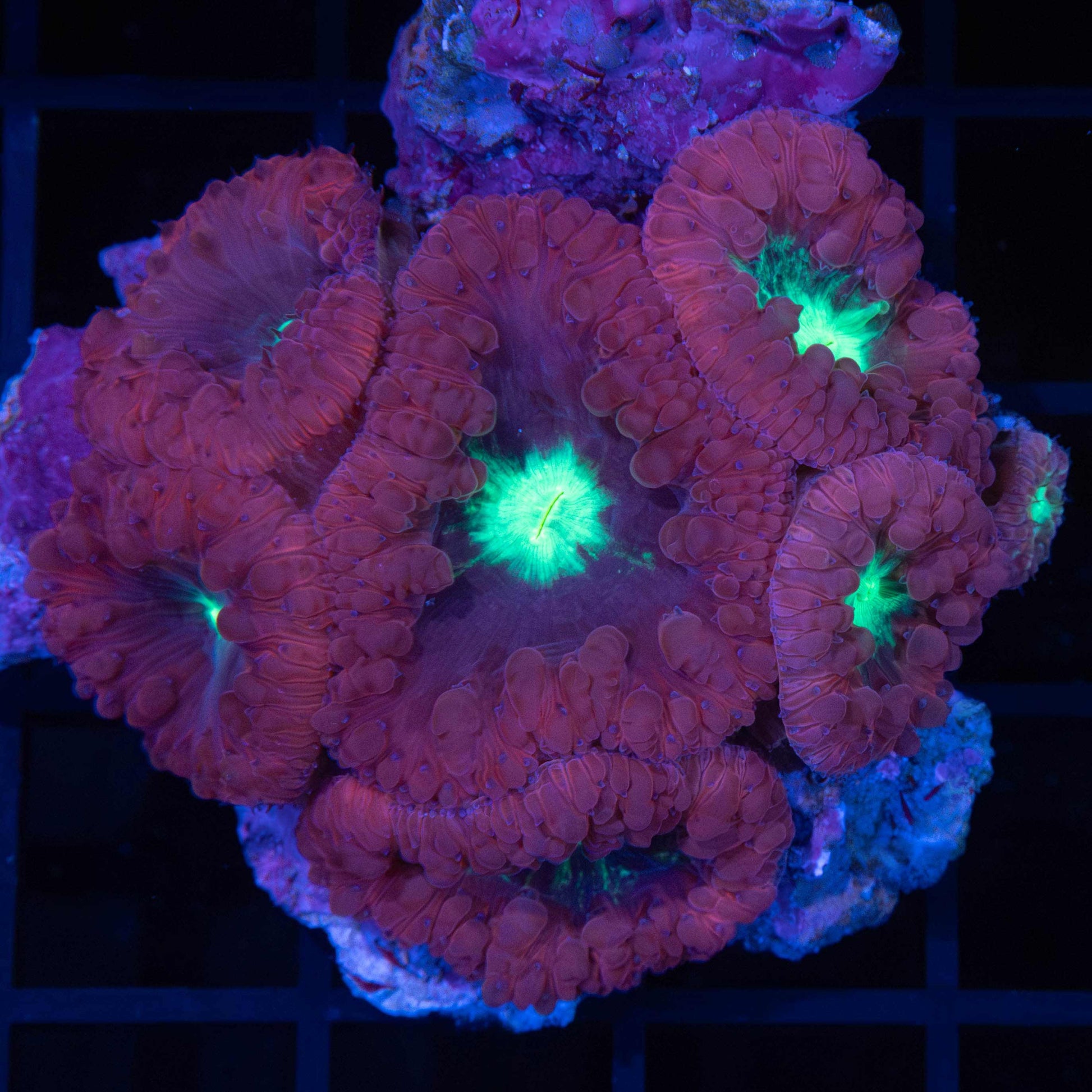 Reverse Black Cherry Blasto Colony 2"