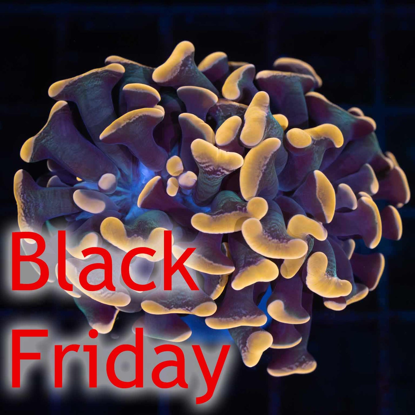 LCK Amazing Orange Hammer Coral (Branching, Tank Grown)