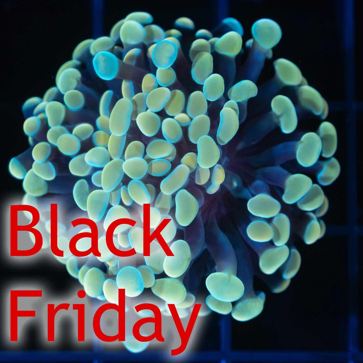 Gold Branching Hammer (Almost WYSIWYG)