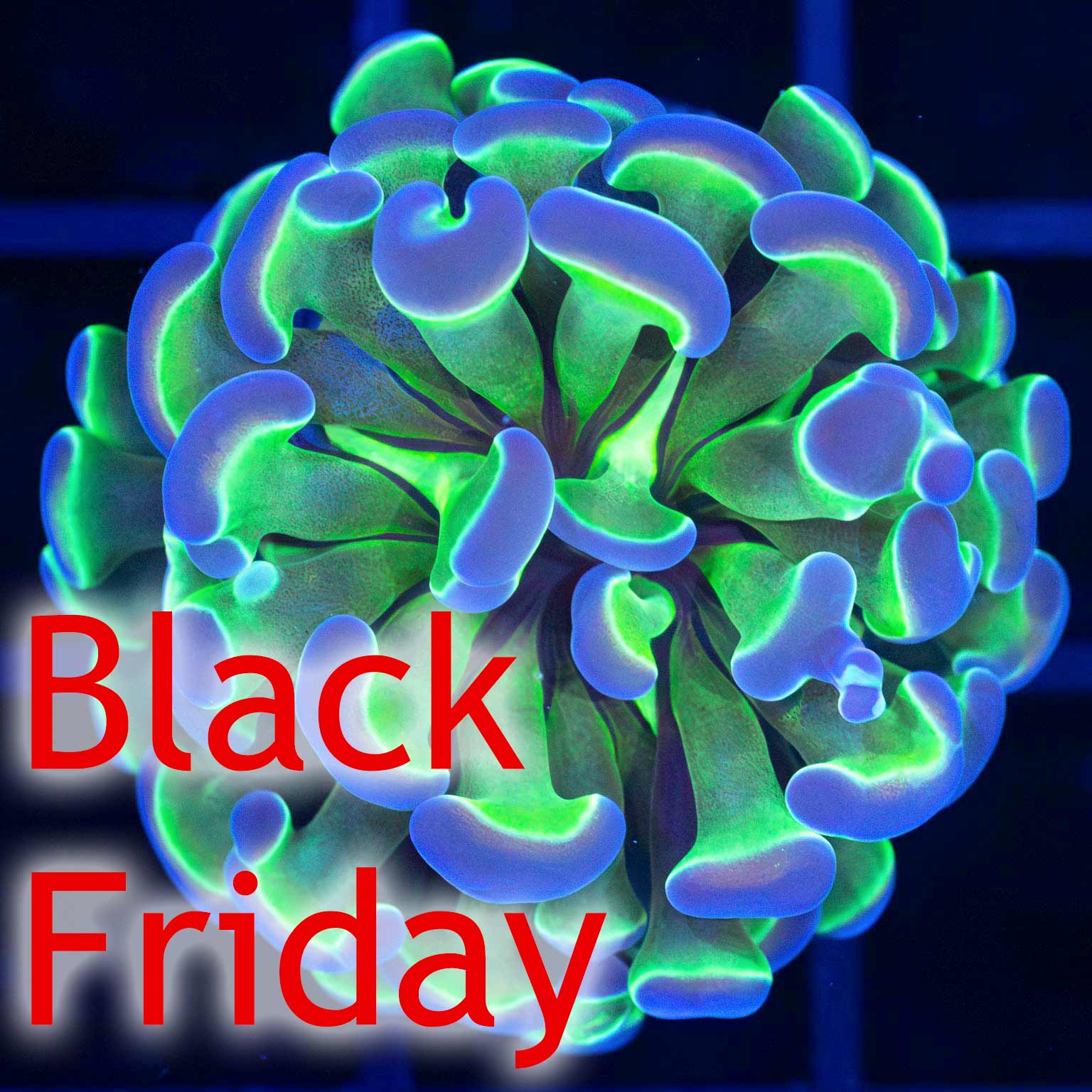 4 Color Hologram Hammer (Almost WYSIWYG)