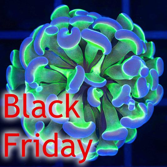 4 Color Hologram Hammer (Almost WYSIWYG)