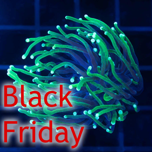 Reaper Torch Coral (Almost WYSIWYG)