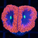 Black Hole Blastomussa