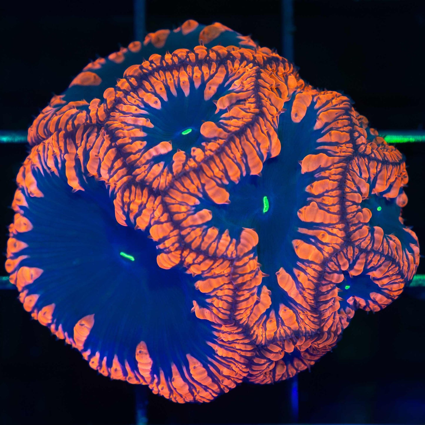 Black hole sun Blastomussa colony