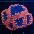 Blasto Colony