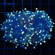 Black Light Torch Coral 2 Polyps