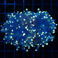 2 Polyps