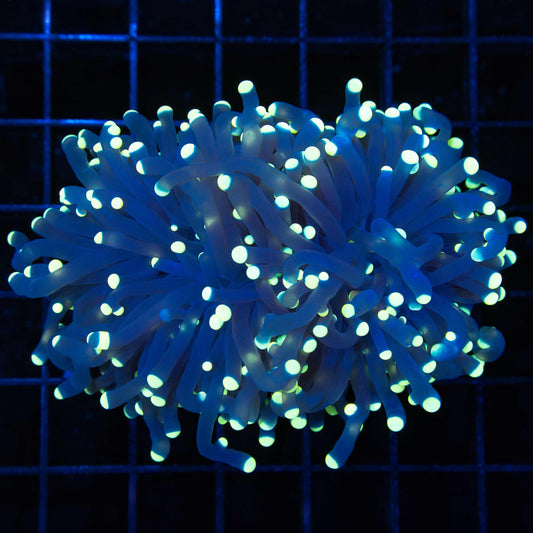 Black Light Torch Coral 2 Polyps