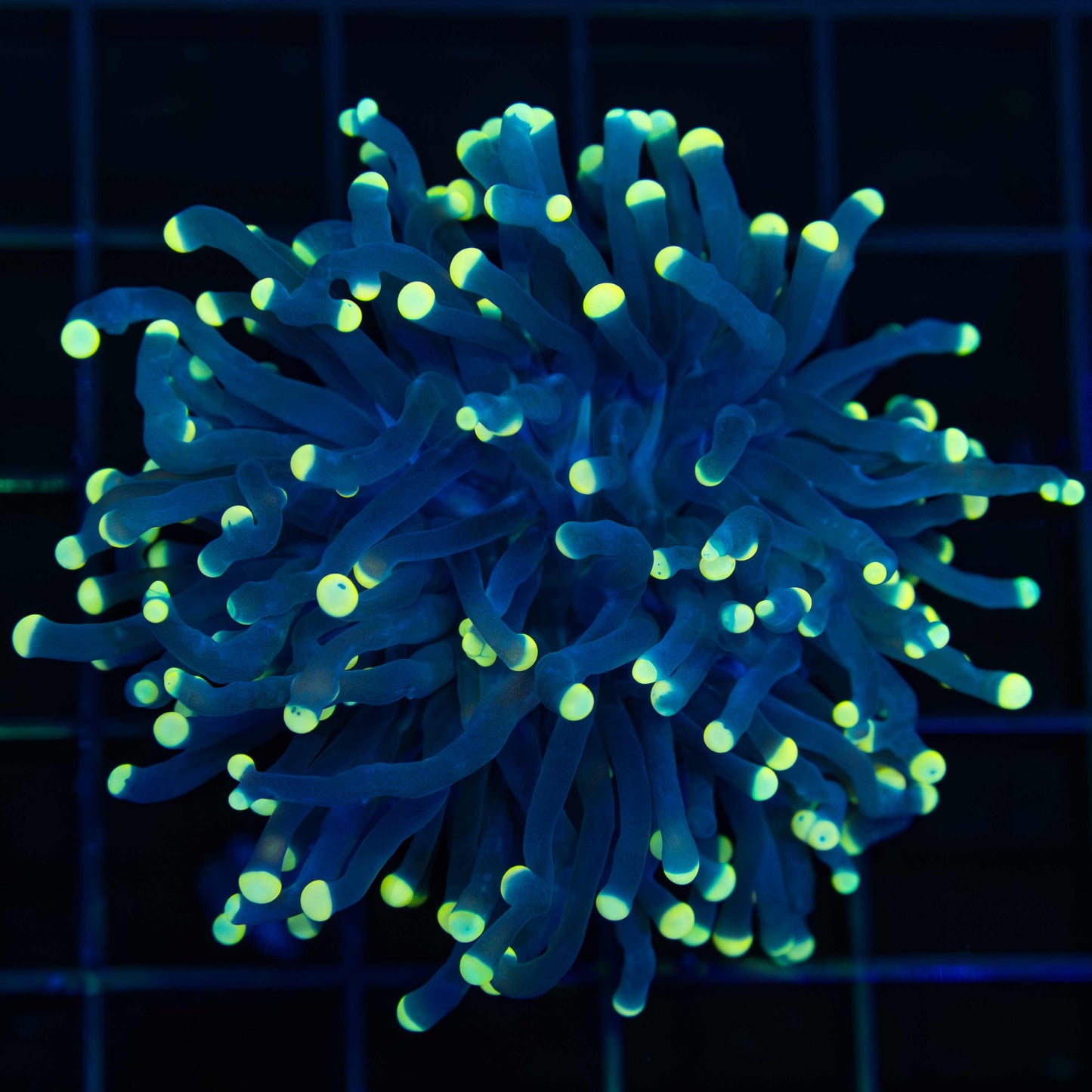 Black Light Torch