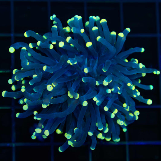 Black Light Torch