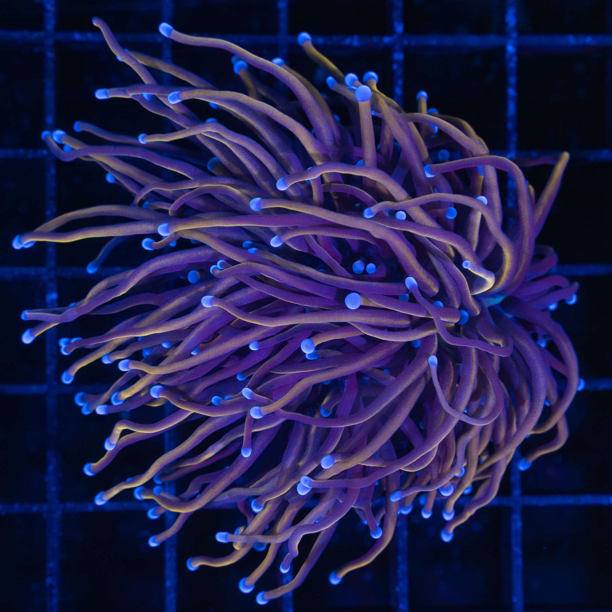 Black Panther Torch Coral Large Polyp