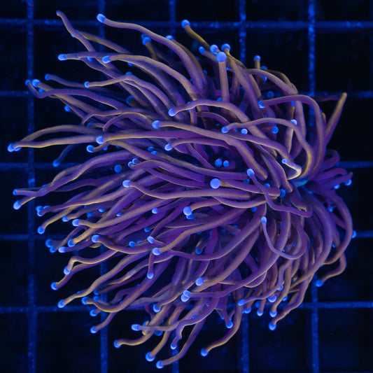 Black Panther Torch Coral Large Polyp