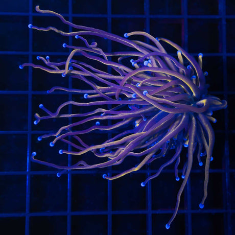 Black Panther Torch Coral