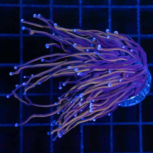 Black Panther Torch Coral