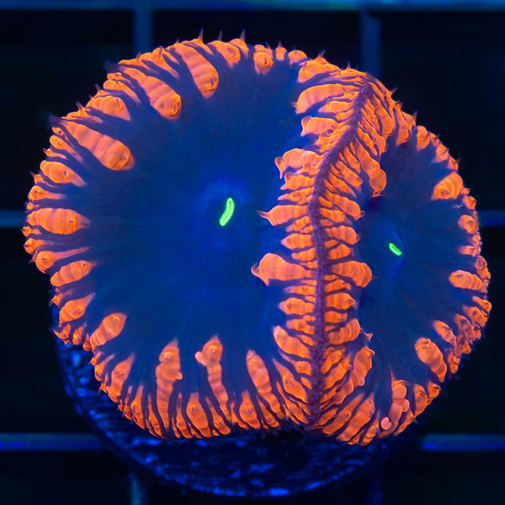 Black Hole Blastomussa