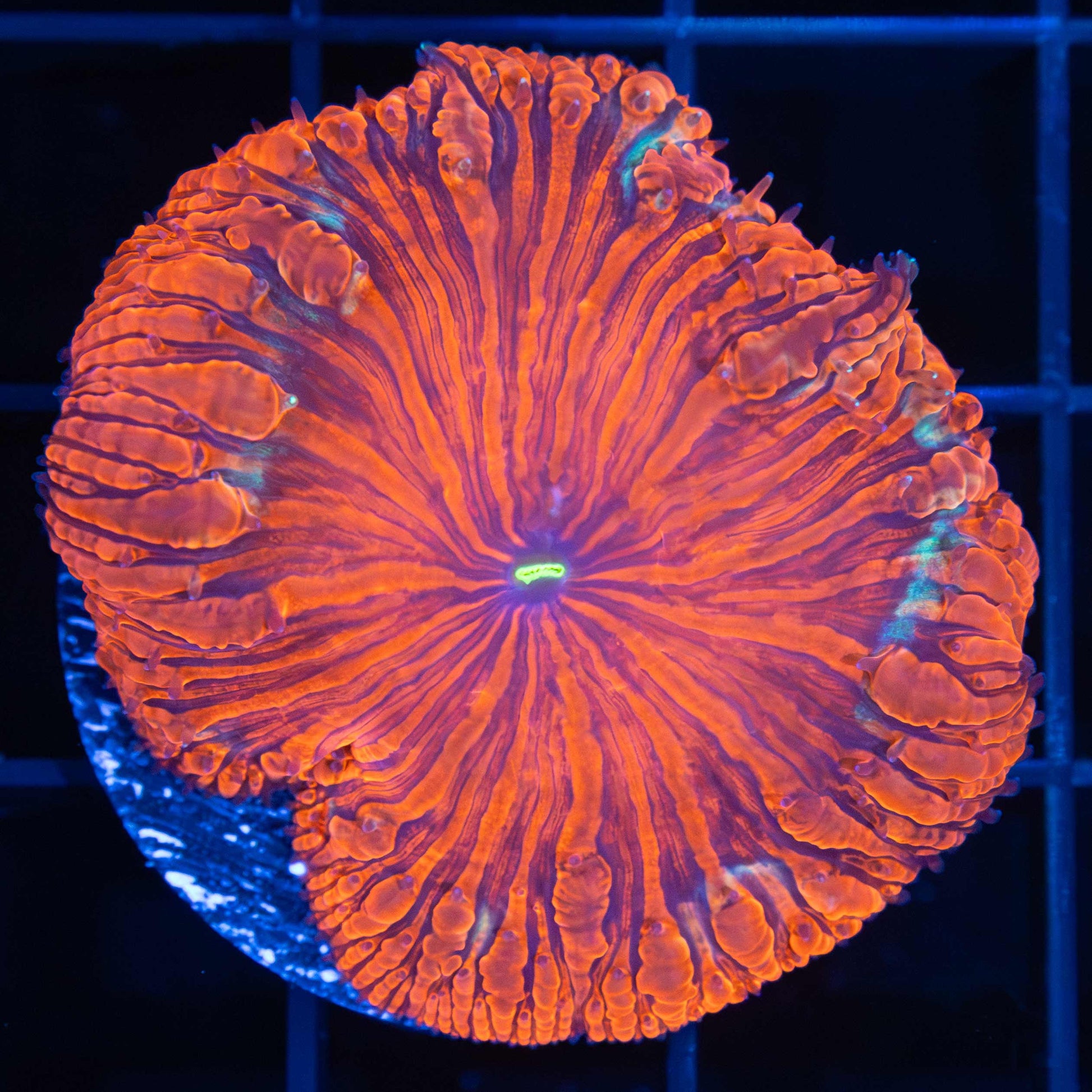 Large Blasto Vivida (Rare) 1.75"