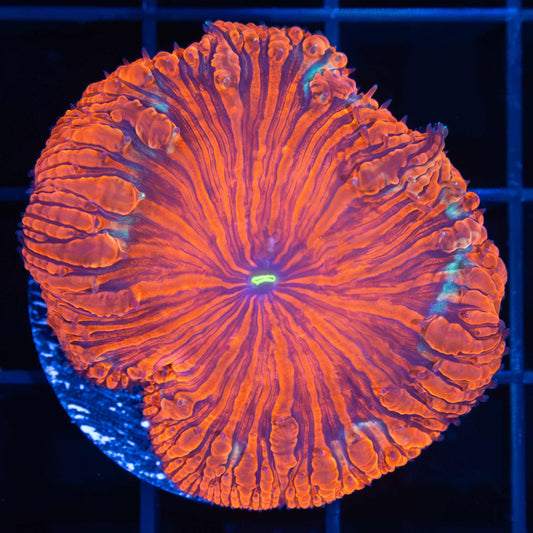 Large Blasto Vivida (Rare) 1.75"