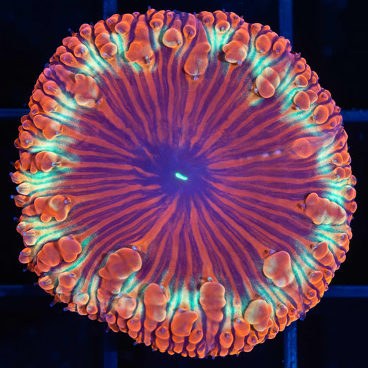 Striped Blasto Vivida